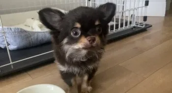 H.A 様のお迎えした子犬