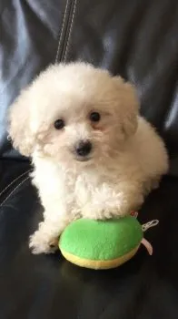 ちゃむmom 様のお迎えした子犬