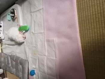 オカダ 様のお迎えした子犬