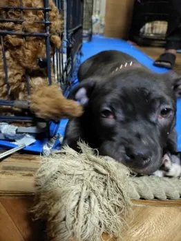 KO 様のお迎えした子犬