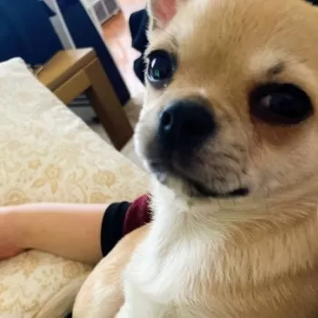 おゆき 様のお迎えした子犬