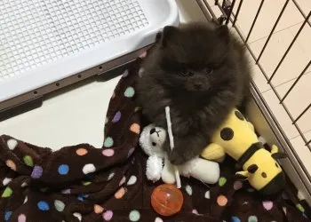 たむら 様のお迎えした子犬