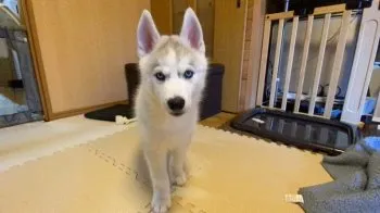 りんご 様のお迎えした子犬