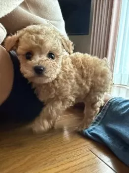 N.U 様のお迎えした子犬