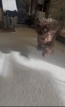C.Y 様のお迎えした子犬