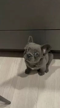 R.W 様のお迎えした子犬