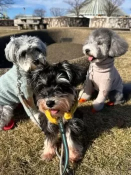みふゆ 様のお迎えした子犬