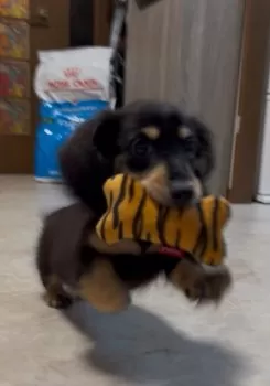 T.M 様のお迎えした子犬