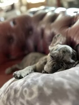 M.K 様のお迎えした子犬