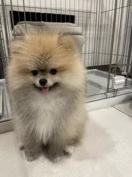 Y.K 様のお迎えした子犬