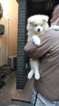 チャチャ姫 様のお迎えした子犬