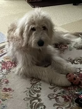 M.M 様のお迎えした子犬