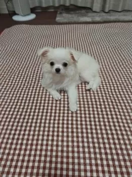 アモ 様のお迎えした子犬