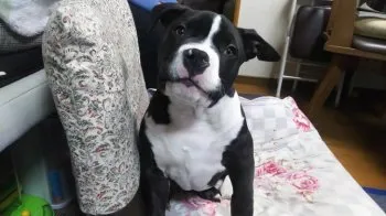 I 様のお迎えした子犬