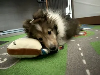 meg 様のお迎えした子犬