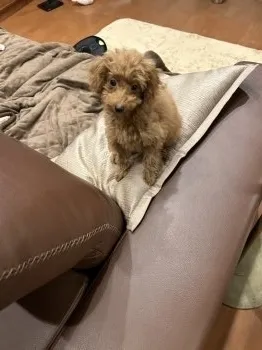 ルーク 様のお迎えした子犬