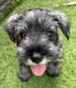 あーらいまん 様のお迎えした子犬