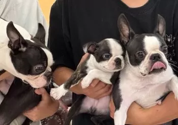 DUNK 様のお迎えした子犬