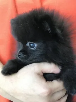 UGO 様のお迎えした子犬