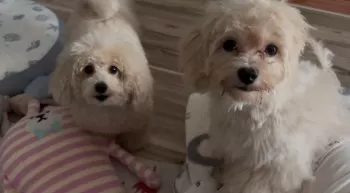 Y.K 様のお迎えした子犬