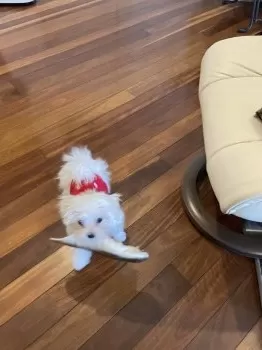 リチャード 様のお迎えした子犬