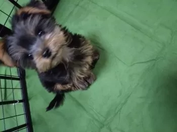 Y.Ｉ 様のお迎えした子犬