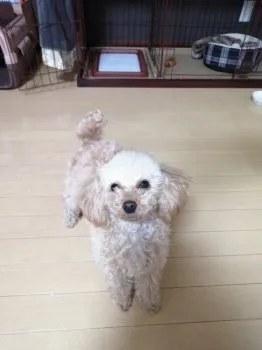 まぁさん 様のお迎えした子犬