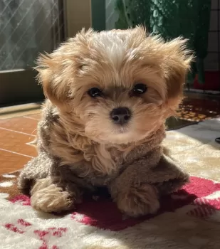 kk 様のお迎えした子犬