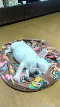 momohirokao 様のお迎えした子犬