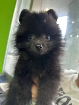 PP 様のお迎えした子犬