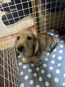 Dｏｎママ 様のお迎えした子犬