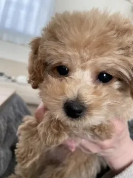 YT 様のお迎えした子犬
