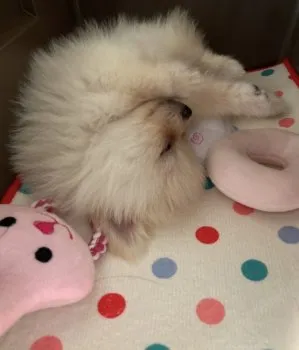S.T 様のお迎えした子犬
