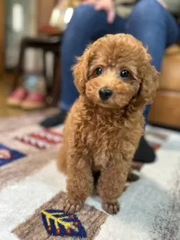 hachi 様のお迎えした子犬