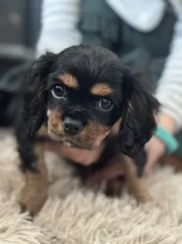べっちゃん 様のお迎えした子犬