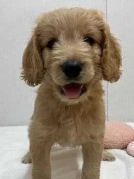 モモママ 様のお迎えした子犬