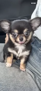 なおぷー 様のお迎えした子犬