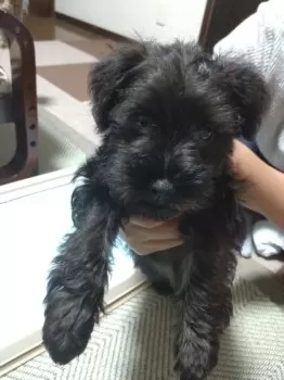 K.O 様のお迎えした子犬