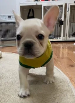 のん 様のお迎えした子犬