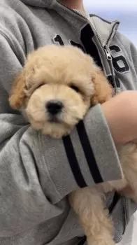 T.U 様のお迎えした子犬