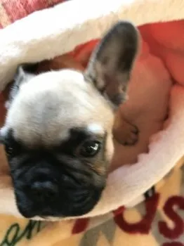 JR 様のお迎えした子犬