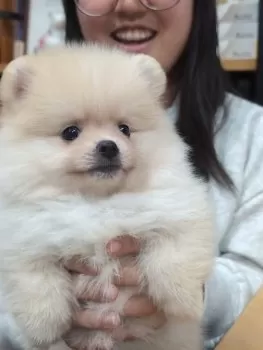 あやみん 様のお迎えした子犬