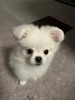 C.Y 様のお迎えした子犬