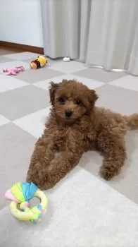 とみ 様のお迎えした子犬