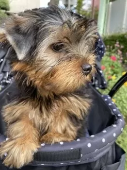 tara 様のお迎えした子犬