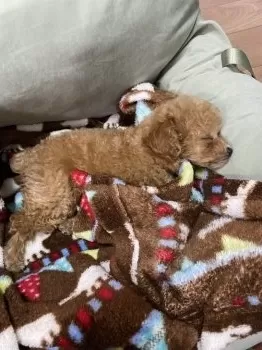 ようこ 様のお迎えした子犬