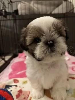 Fukami.R 様のお迎えした子犬