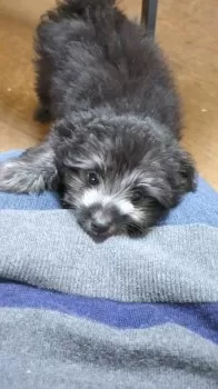 さくら 様のお迎えした子犬