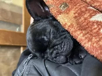 sulll 様のお迎えした子犬