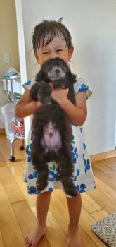 H.H 様のお迎えした子犬
